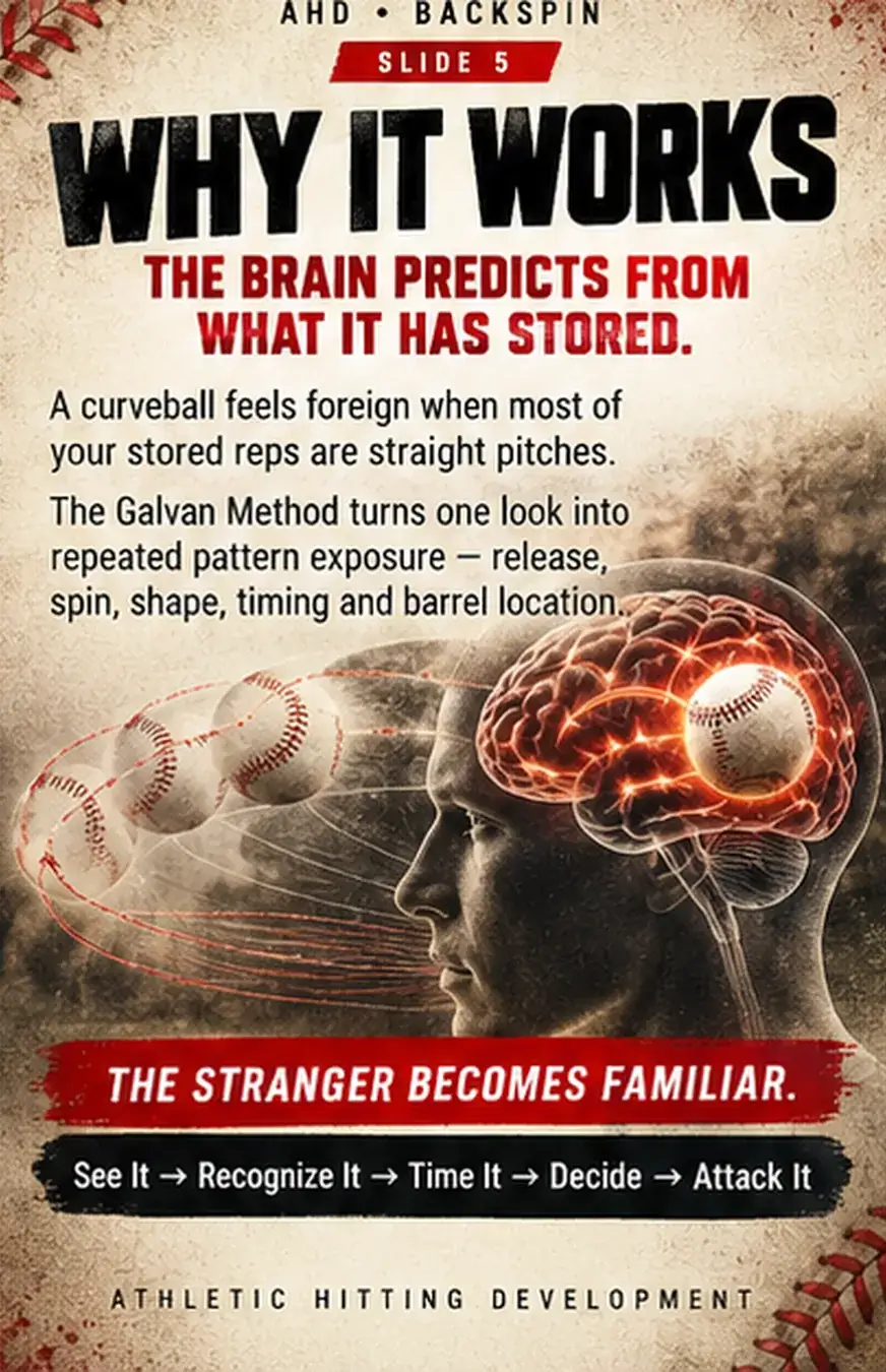 Why it works: the brain predicts from what it has stored. The stranger becomes familiar. See it, recognize it, time it, decide, attack it.