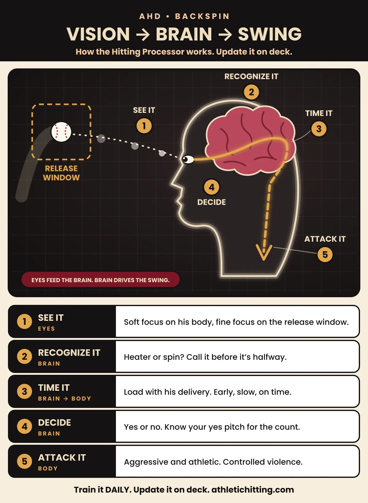 Vision to brain to swing: the ball leaves the release window, the eyes see it, the brain recognizes it, times it and decides, and the body attacks it — the five steps of the AHD Hitting Processor